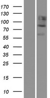 CDH12 Human Over-expression Lysate