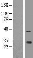 FGF13 Human Over-expression Lysate