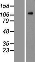 FLT3 Human Over-expression Lysate