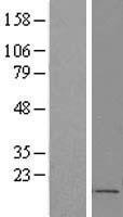 FOXS1 Human Over-expression Lysate