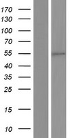 HNF4 gamma (HNF4G) Human Over-expression Lysate