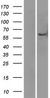 LBP Human Over-expression Lysate