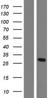 OAZ1 Human Over-expression Lysate