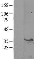 Syntaxin 3 (STX3) Human Over-expression Lysate