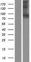Semaphorin 3F (SEMA3F) Human Over-expression Lysate