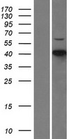 CDKL1 Human Over-expression Lysate