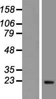 Securin (PTTG1) Human Over-expression Lysate