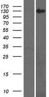 RECQ4 (RECQL4) Human Over-expression Lysate