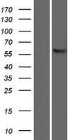 SLC22A13 Human Over-expression Lysate