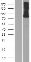 SEMA4F Human Over-expression Lysate