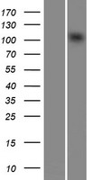 CHD1L Human Over-expression Lysate