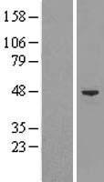 BAF53A (ACTL6A) Human Over-expression Lysate