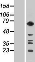 GTPBP1 Human Over-expression Lysate