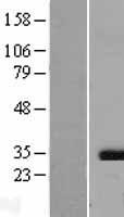 Caspase 3 (CASP3) Human Over-expression Lysate