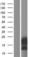 ENSA Human Over-expression Lysate