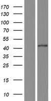 EGR3 Human Over-expression Lysate