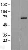 EXTL1 Human Over-expression Lysate