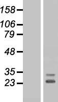 FGF10 Human Over-expression Lysate