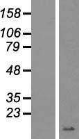 GNG4 Human Over-expression Lysate