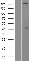 GRLF1 (ARHGAP35) Human Over-expression Lysate