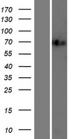 ILF1 (FOXK2) Human Over-expression Lysate