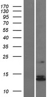 NDUFS6 Human Over-expression Lysate
