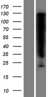 SERPINB6 Human Over-expression Lysate
