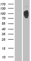 RRBP1 Human Over-expression Lysate