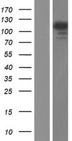 USP11 Human Over-expression Lysate