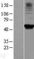 RRP9 Human Over-expression Lysate