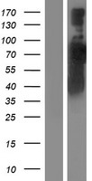 RABEP1 Human Over-expression Lysate