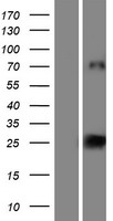 VCY Human Over-expression Lysate