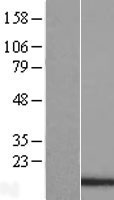 PDCD5 Human Over-expression Lysate