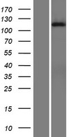 DGKI Human Over-expression Lysate