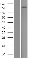 SLC24A1 Human Over-expression Lysate