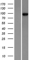 ZW10 Human Over-expression Lysate