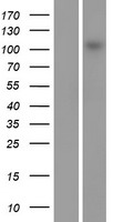 MAP3K13 Human Over-expression Lysate