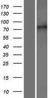 XPR1 Human Over-expression Lysate