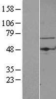 TBRG4 Human Over-expression Lysate