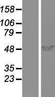 Cytohesin 1 (CYTH1) Human Over-expression Lysate