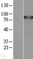 RGL2 Human Over-expression Lysate