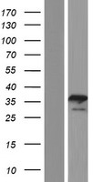 EMAP II (AIMP1) Human Over-expression Lysate