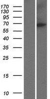 NUMBL Human Over-expression Lysate