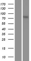 MSK1 (RPS6KA5) Human Over-expression Lysate