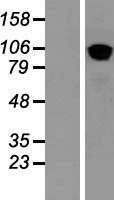 COPB2 Human Over-expression Lysate