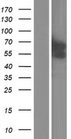 GCM2 Human Over-expression Lysate