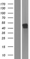 B4GALT5 Human Over-expression Lysate