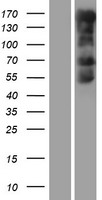 MED1 Human Over-expression Lysate