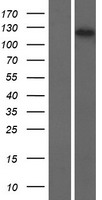 UBE4A Human Over-expression Lysate