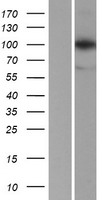 LONP1 Human Over-expression Lysate